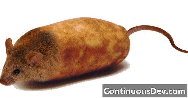 마우스 감자